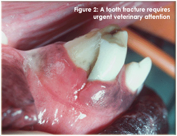 A tooth fracture requires urgent veterinary attention