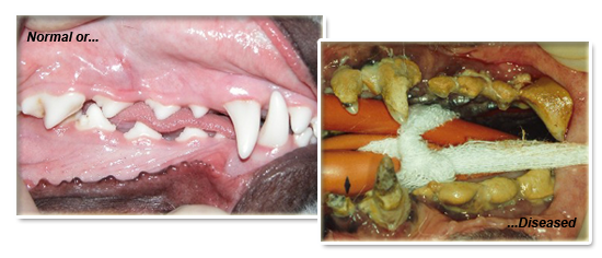 Normal or diseased dog mouth