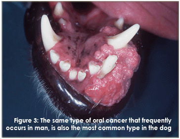The same type of oral cancer that frequently occurs in man, is also the most common type in the dog